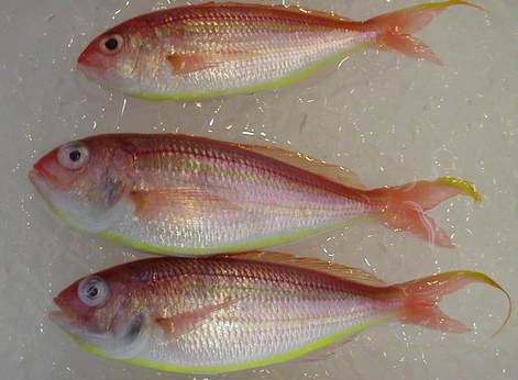 (�L)��萅�Y�@�����N���E�����������X�@�u���O