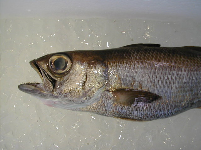 (�L)��萅�Y�@�����N���E�����������X�@�u���O