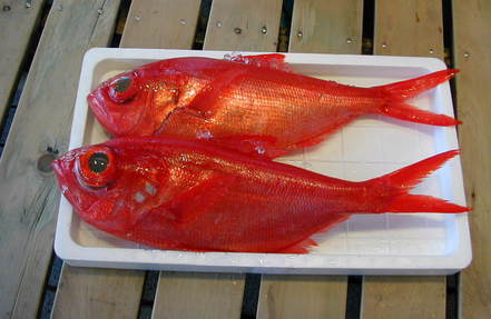 (�L)��萅�Y�@�����N���E�����������X�@�u���O