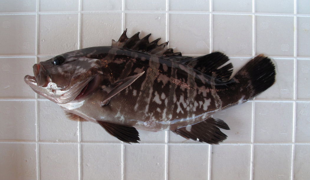 (�L)��萅�Y�@�����N���E�����������X�@�u���O