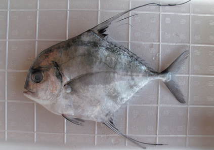 (�L)��萅�Y�@�����N���E�����������X�@�u���O