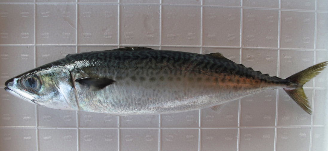 (�L)��萅�Y�@�����N���E�����������X�@�u���O