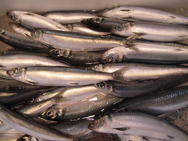 (�L)��萅�Y�@�����N���E�����������X�@�u���O