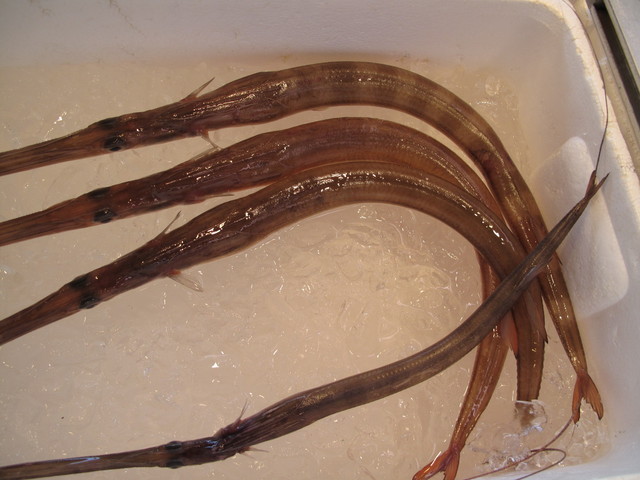 (�L)��萅�Y�@�����N���E�����������X�@�u���O