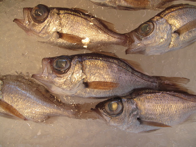 (�L)��萅�Y�@�����N���E�����������X�@�u���O