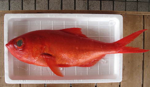 (�L)��萅�Y�@�����N���E�����������X�@�u���O