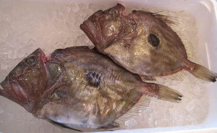 (�L)��萅�Y�@�����N���E�����������X�@�u���O