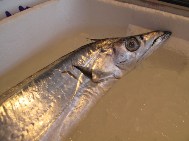 (�L)��萅�Y�@�����N���E�����������X�@�u���O