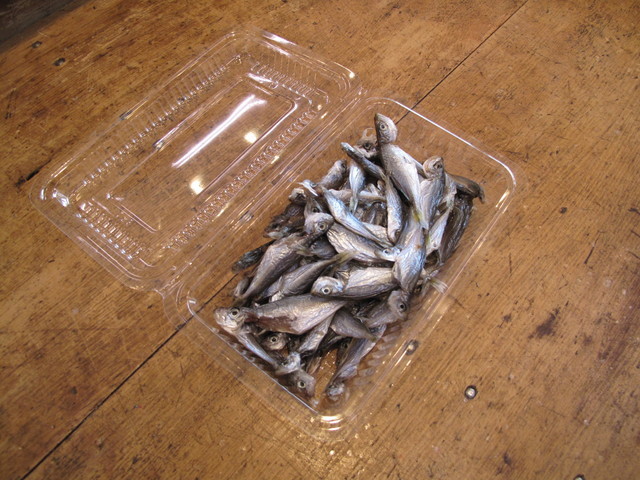 (�L)��萅�Y�@�����N���E�����������X�@�u���O