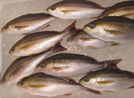 (�L)��萅�Y�@�����N���E�����������X�@�u���O