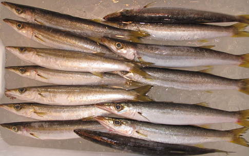 (�L)��萅�Y�@�����N���E�����������X�@�u���O