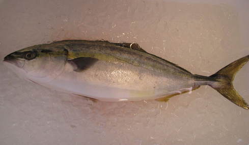 (�L)��萅�Y�@�����N���E�����������X�@�u���O