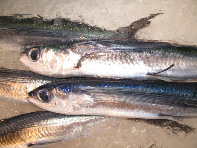 (�L)��萅�Y�@�����N���E�����������X�@�u���O