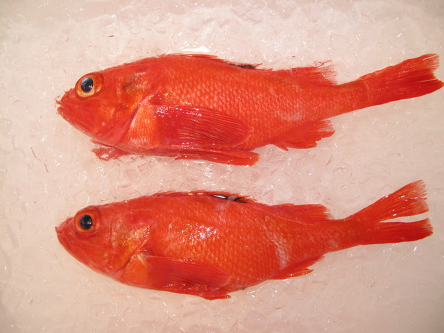 (�L)��萅�Y�@�����N���E�����������X�@�u���O