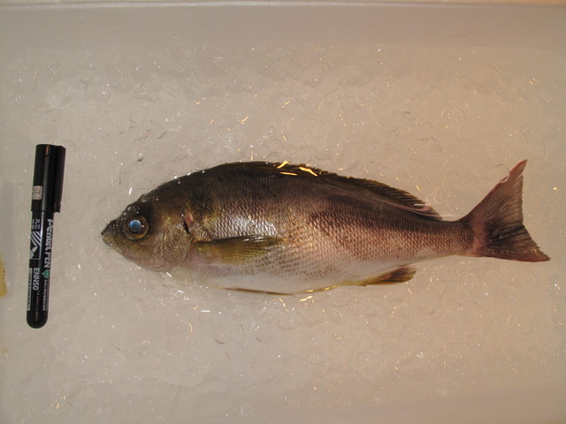 (�L)��萅�Y�@�����N���E�����������X�@�u���O