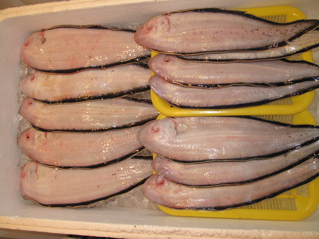 (�L)��萅�Y�@�����N���E�����������X�@�u���O