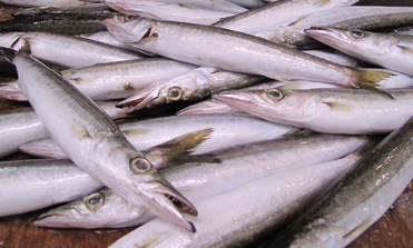 (�L)��萅�Y�@�����N���E�����������X�@�u���O