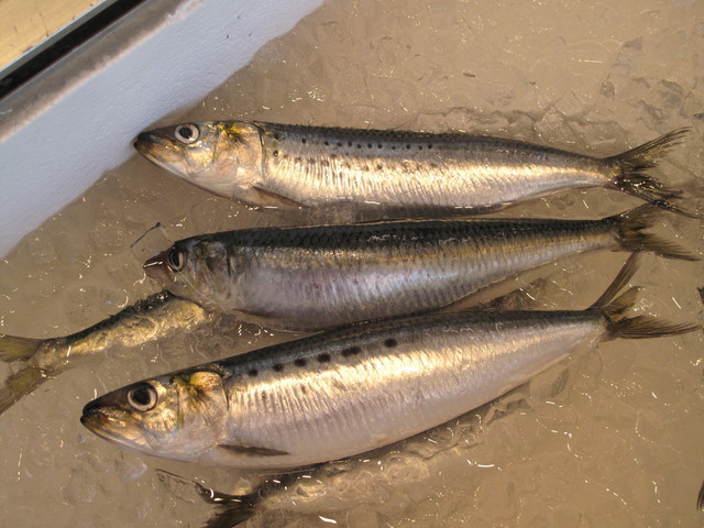 (�L)��萅�Y�@�����N���E�����������X�@�u���O