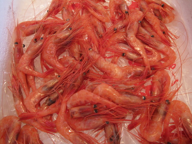 (�L)��萅�Y�@�����N���E�����������X�@�u���O