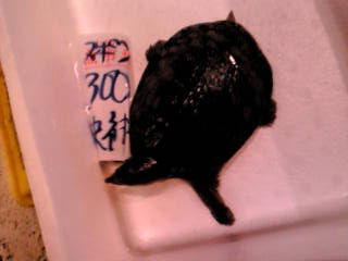 (�L)��萅�Y�@�����N���E�����������X�@�u���O