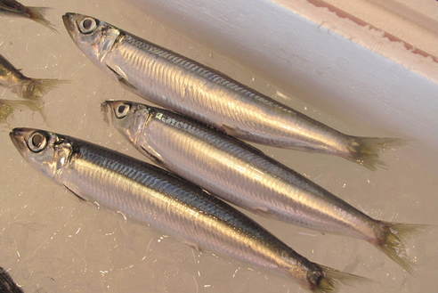 (�L)��萅�Y�@�����N���E�����������X�@�u���O