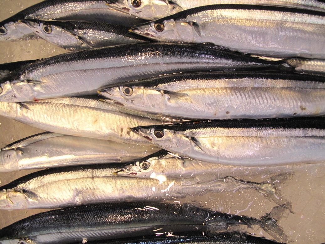 (�L)��萅�Y�@�����N���E�����������X�@�u���O