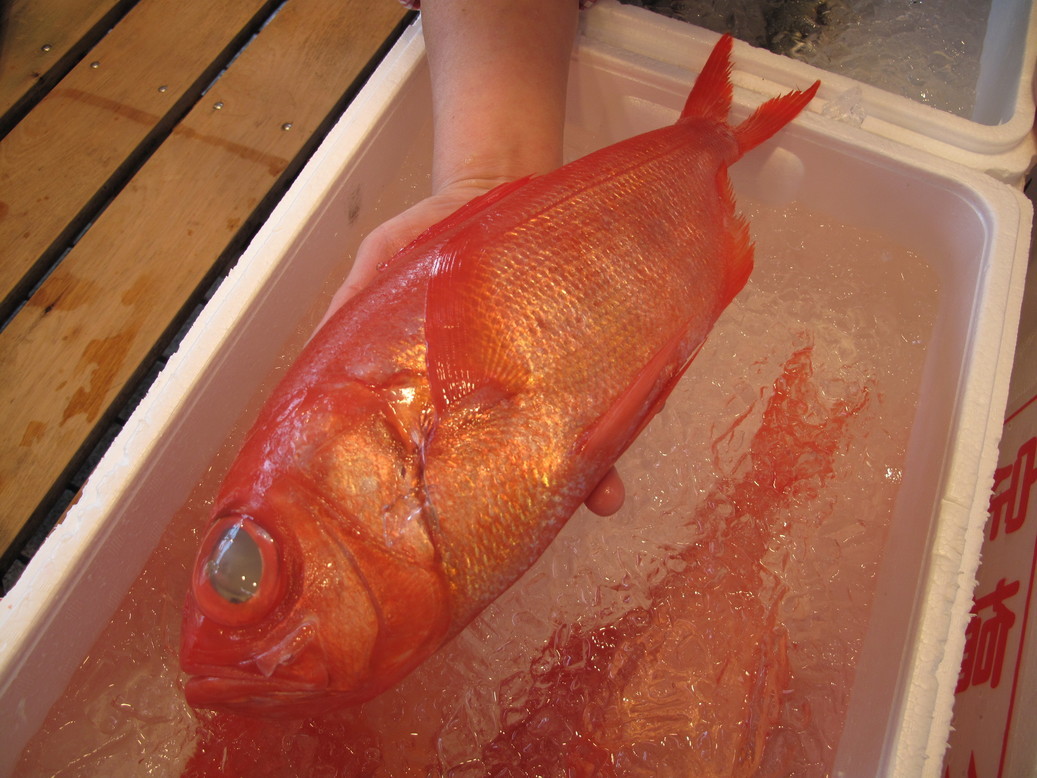 (�L)��萅�Y�@�����N���E�����������X�@�u���O