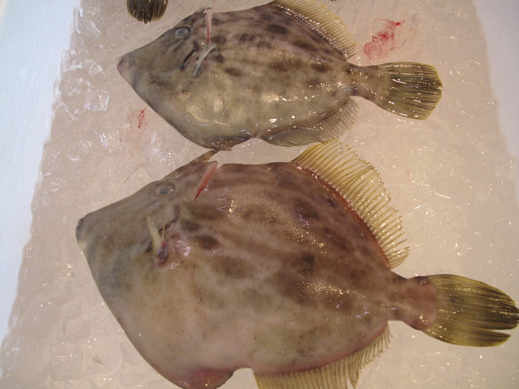 (�L)��萅�Y�@�����N���E�����������X�@�u���O