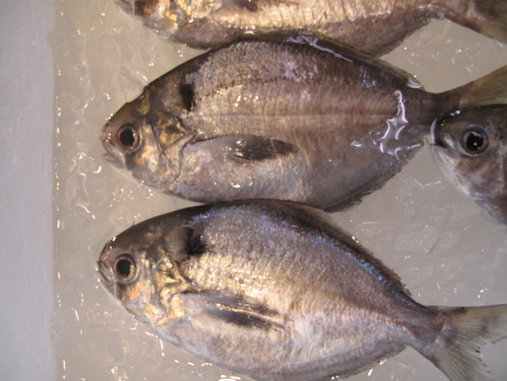 (�L)��萅�Y�@�����N���E�����������X�@�u���O