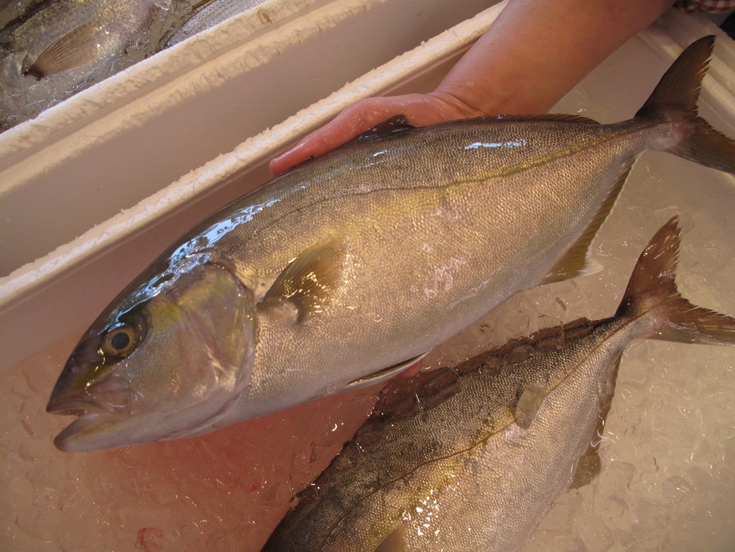 (�L)��萅�Y�@�����N���E�����������X�@�u���O