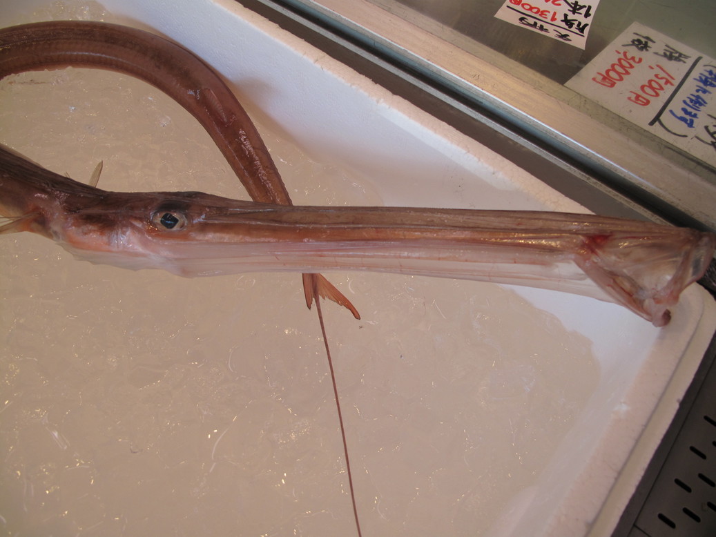 (�L)��萅�Y�@�����N���E�����������X�@�u���O