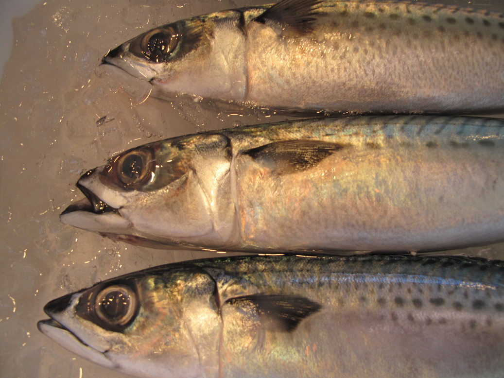 (�L)��萅�Y�@�����N���E�����������X�@�u���O