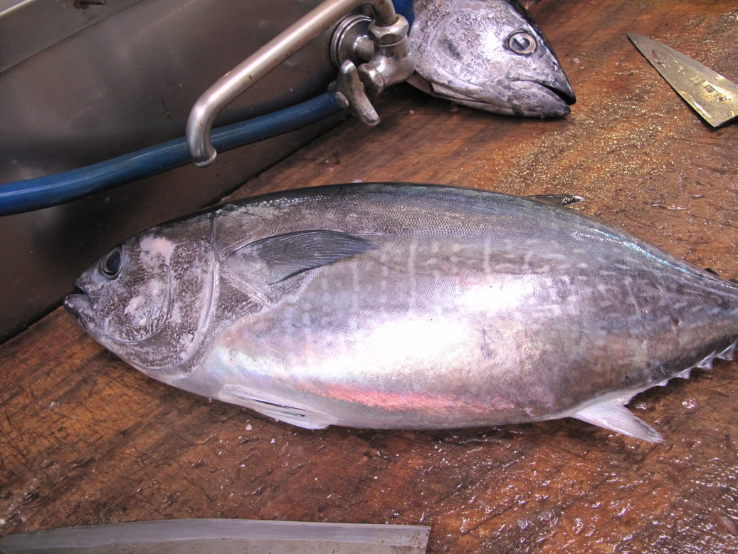 (�L)��萅�Y�@�����N���E�����������X�@�u���O