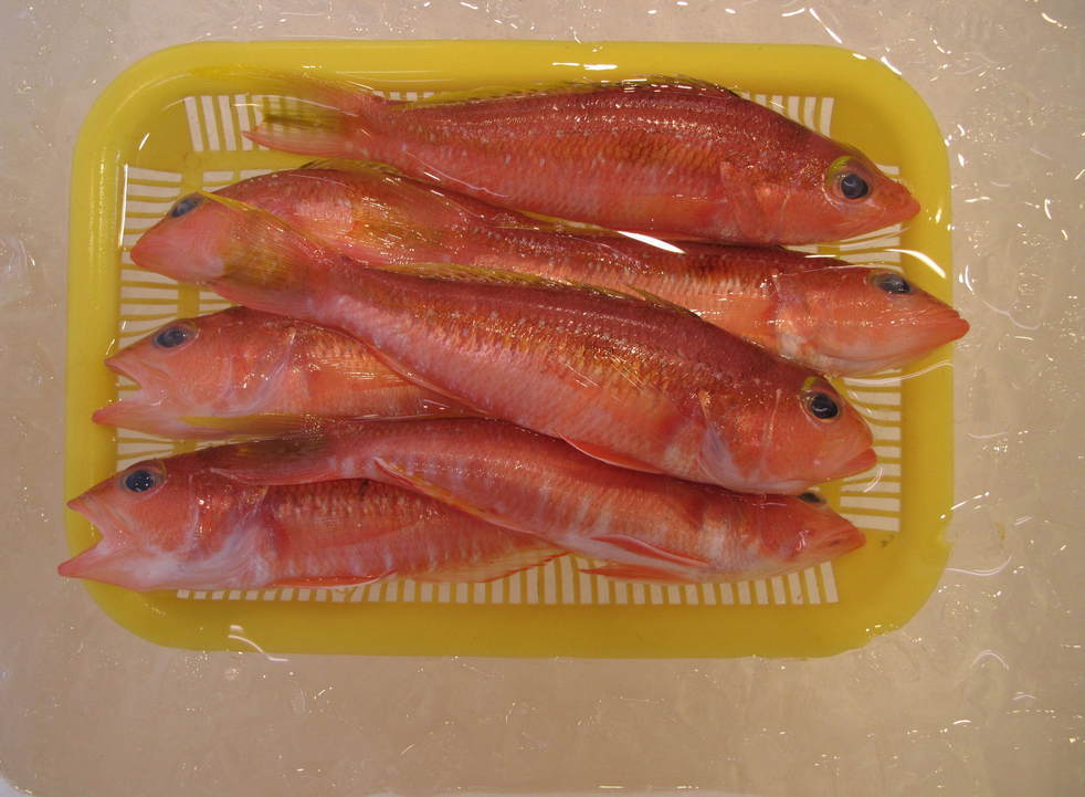 (�L)��萅�Y�@�����N���E�����������X�@�u���O