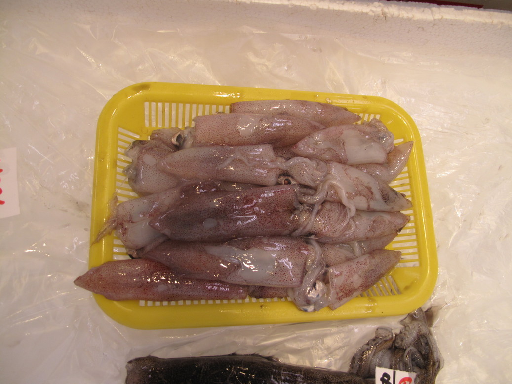 (�L)��萅�Y�@�����N���E�����������X�@�u���O