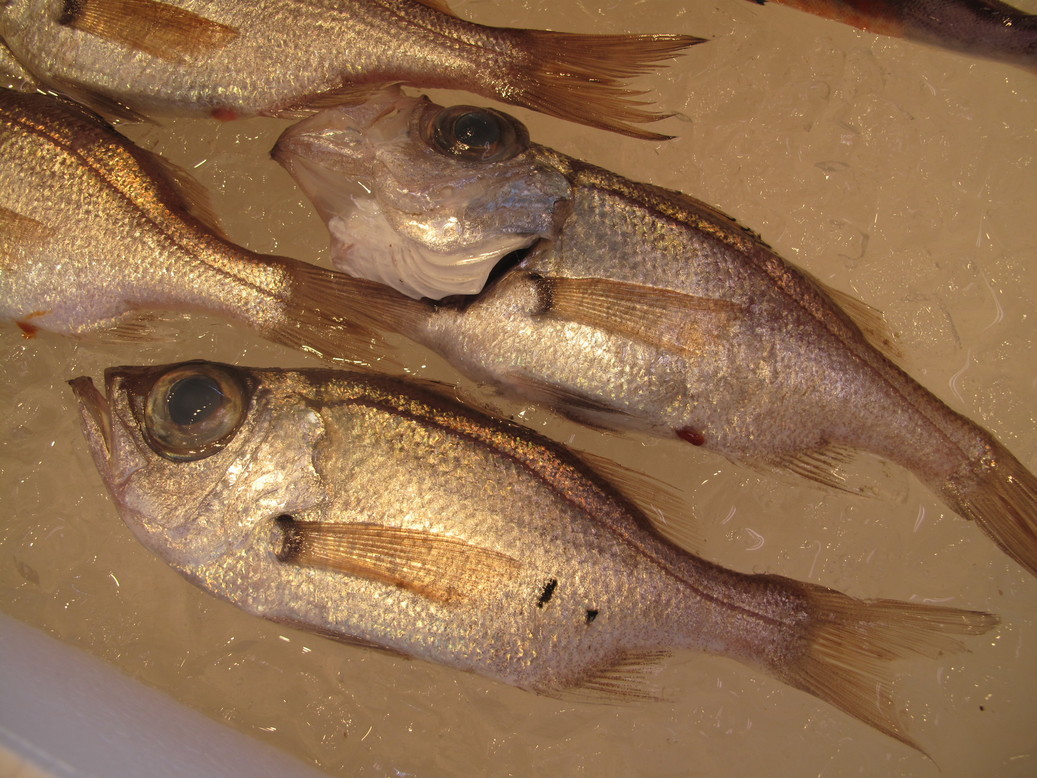 (�L)��萅�Y�@�����N���E�����������X�@�u���O