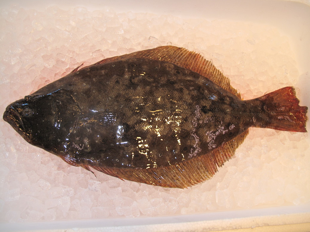 (�L)��萅�Y�@�����N���E�����������X�@�u���O