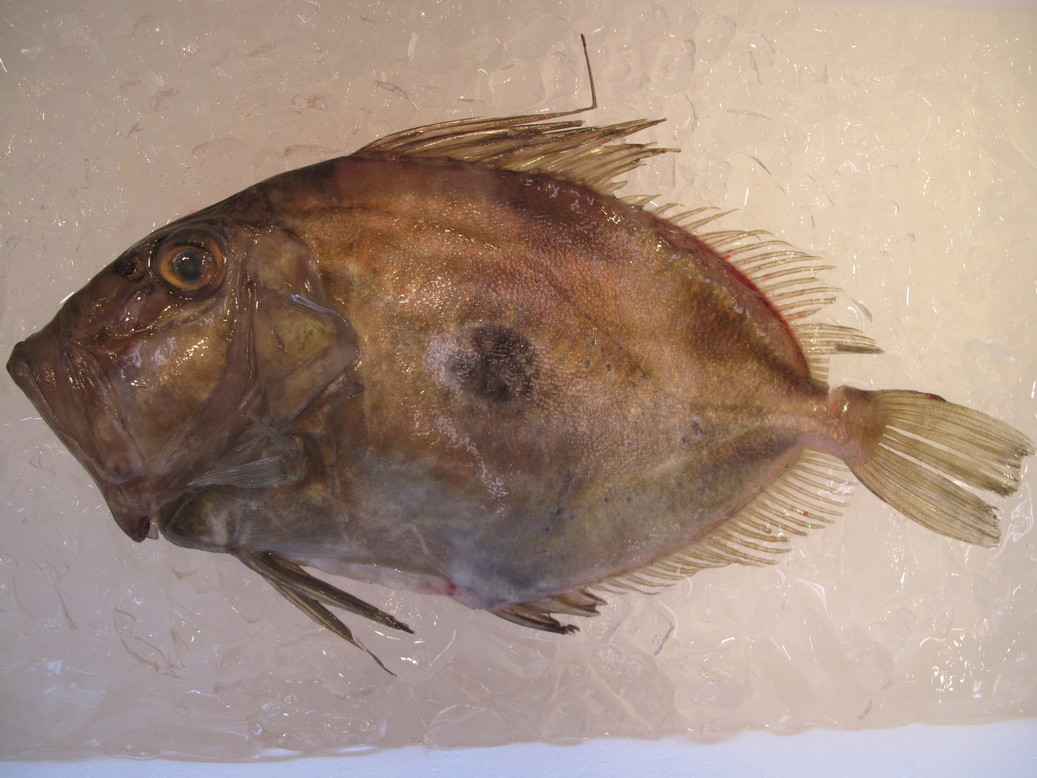 (�L)��萅�Y�@�����N���E�����������X�@�u���O