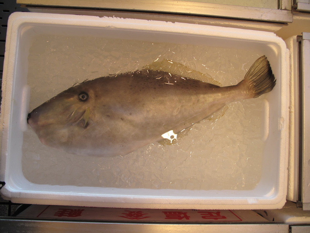 (�L)��萅�Y�@�����N���E�����������X�@�u���O