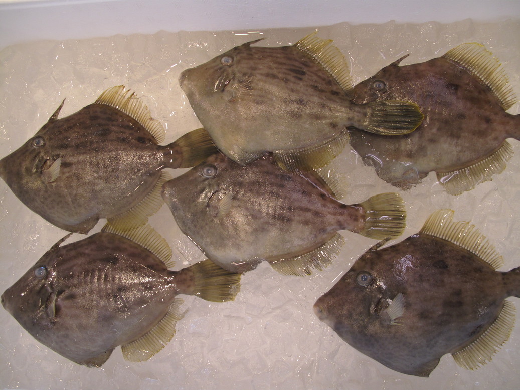 (�L)��萅�Y�@�����N���E�����������X�@�u���O