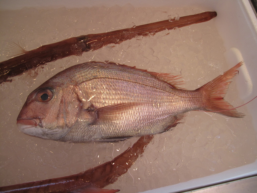 (�L)��萅�Y�@�����N���E�����������X�@�u���O