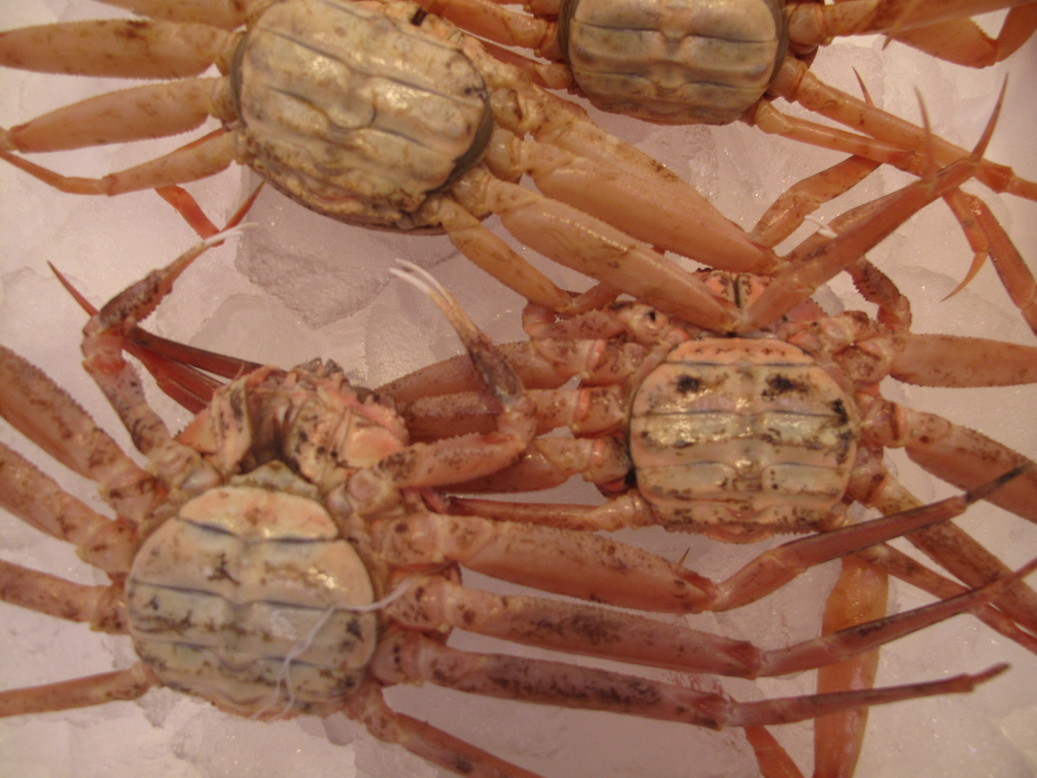 (�L)��萅�Y�@�����N���E�����������X�@�u���O