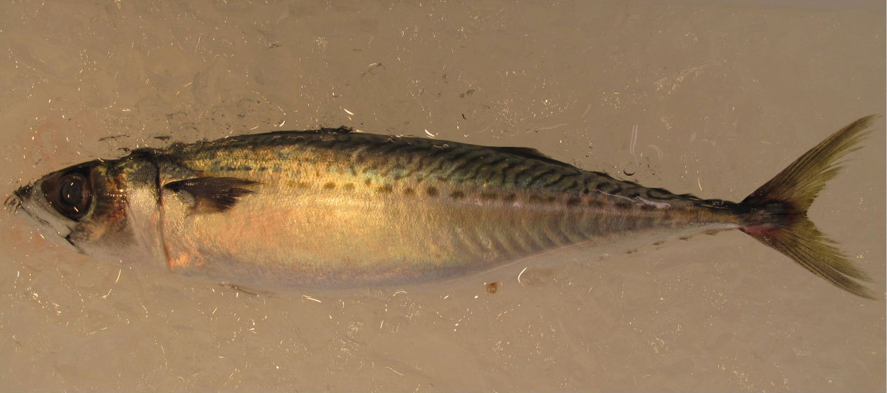 (�L)��萅�Y�@�����N���E�����������X�@�u���O