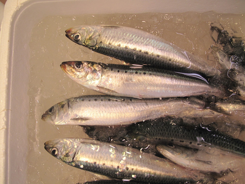 (�L)��萅�Y�@�����N���E�����������X�@�u���O