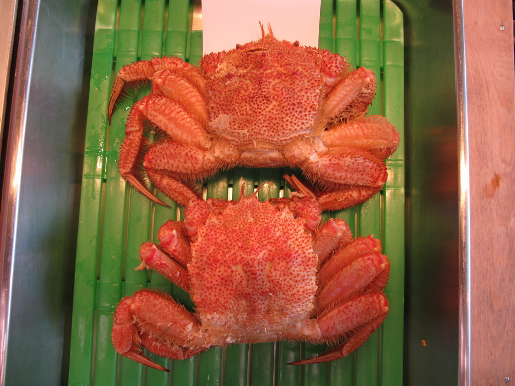 (�L)��萅�Y�@�����N���E�����������X�@�u���O