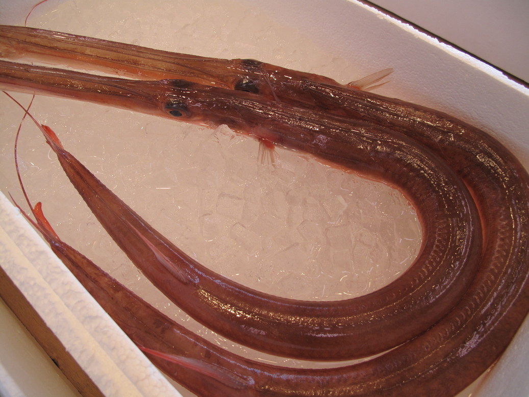 (�L)��萅�Y�@�����N���E�����������X�@�u���O