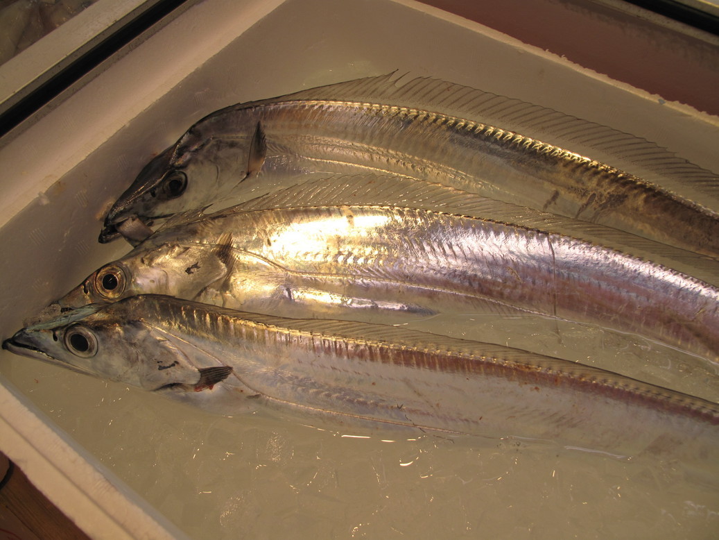 (�L)��萅�Y�@�����N���E�����������X�@�u���O