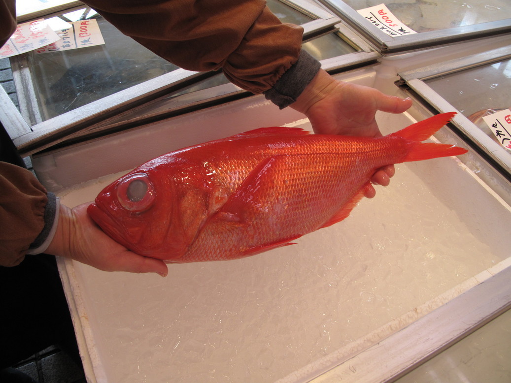 (�L)��萅�Y�@�����N���E�����������X�@�u���O