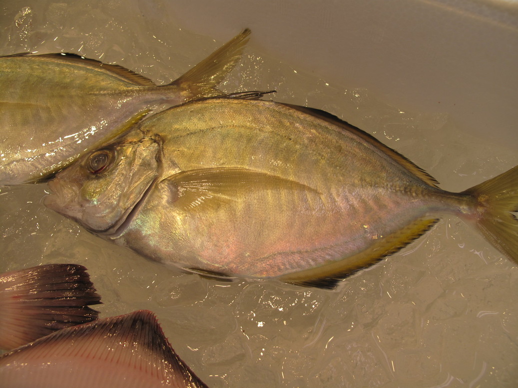 (�L)��萅�Y�@�����N���E�����������X�@�u���O