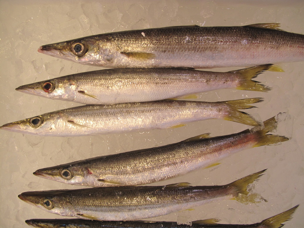 (�L)��萅�Y�@�����N���E�����������X�@�u���O